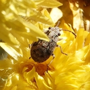 Nysius sp. (genus) at Hall, ACT - 26 Mar 2024