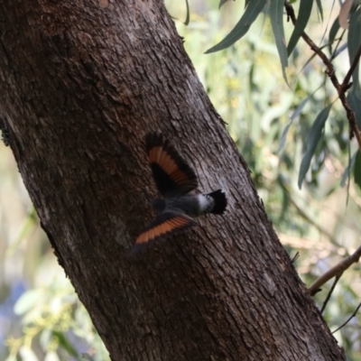 Daphoenositta chrysoptera (Varied Sittella) at Wombeyan Karst Conservation Reserve - 28 Mar 2024 by Rixon