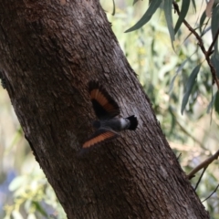 Daphoenositta chrysoptera (Varied Sittella) at Wombeyan Caves, NSW - 27 Mar 2024 by Rixon