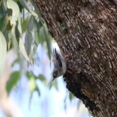 Daphoenositta chrysoptera at Wombeyan Karst Conservation Reserve - 28 Mar 2024