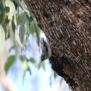 Daphoenositta chrysoptera at Wombeyan Karst Conservation Reserve - 28 Mar 2024 10:09 AM