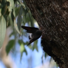 Daphoenositta chrysoptera at Wombeyan Karst Conservation Reserve - 28 Mar 2024 10:09 AM