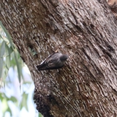 Daphoenositta chrysoptera at Wombeyan Karst Conservation Reserve - 28 Mar 2024 10:09 AM