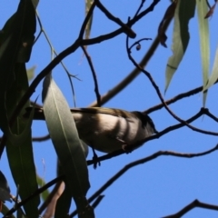 Melithreptus lunatus (White-naped Honeyeater) at Wombeyan Karst Conservation Reserve - 28 Mar 2024 by Rixon