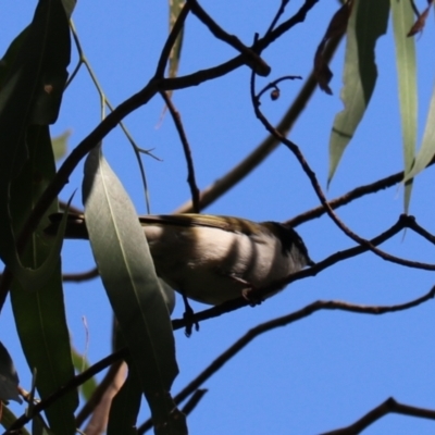 Melithreptus lunatus (White-naped Honeyeater) at Wombeyan Karst Conservation Reserve - 28 Mar 2024 by Rixon