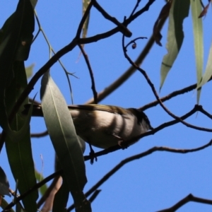 Melithreptus lunatus (White-naped Honeyeater) at Wombeyan Karst Conservation Reserve by Rixon