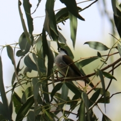 Melithreptus lunatus at Wombeyan Karst Conservation Reserve - 28 Mar 2024