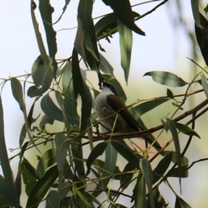 Melithreptus lunatus at Wombeyan Karst Conservation Reserve - 28 Mar 2024