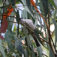 Melithreptus lunatus at Wombeyan Karst Conservation Reserve - 28 Mar 2024