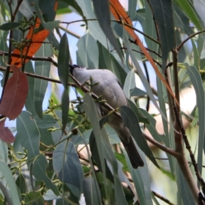 Melithreptus lunatus at Wombeyan Karst Conservation Reserve - 28 Mar 2024