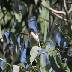 Melithreptus lunatus at Wombeyan Karst Conservation Reserve - 28 Mar 2024