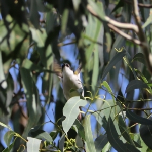 Melithreptus lunatus at Wombeyan Karst Conservation Reserve - 28 Mar 2024