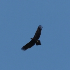 Aquila audax (Wedge-tailed Eagle) at Wombeyan Karst Conservation Reserve - 28 Mar 2024 by Rixon