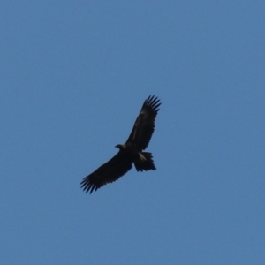 Aquila audax (Wedge-tailed Eagle) at Wombeyan Karst Conservation Reserve by Rixon
