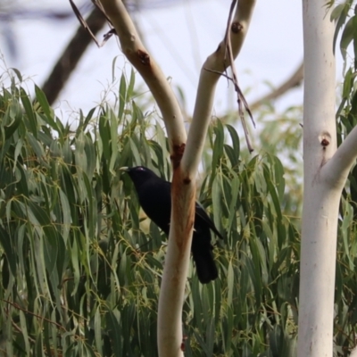 Ptilonorhynchus violaceus (Satin Bowerbird) at Wombeyan Karst Conservation Reserve - 28 Mar 2024 by Rixon