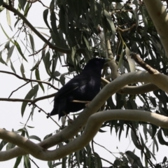 Ptilonorhynchus violaceus at Wombeyan Karst Conservation Reserve - 28 Mar 2024 10:32 AM