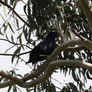 Ptilonorhynchus violaceus at Wombeyan Karst Conservation Reserve - 28 Mar 2024 10:32 AM