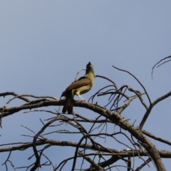 Ptilonorhynchus violaceus at Wombeyan Karst Conservation Reserve - 28 Mar 2024