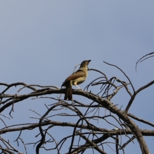 Ptilonorhynchus violaceus at Wombeyan Karst Conservation Reserve - 28 Mar 2024 10:32 AM