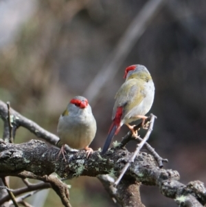 Neochmia temporalis at Wombeyan Karst Conservation Reserve - 28 Mar 2024