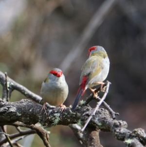 Neochmia temporalis (Red-browed Finch) at Wombeyan Karst Conservation Reserve by Rixon