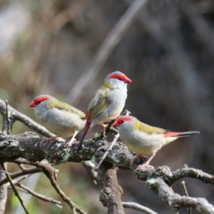 Neochmia temporalis at Wombeyan Karst Conservation Reserve - 28 Mar 2024