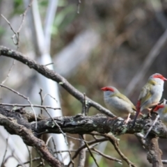 Neochmia temporalis at Wombeyan Karst Conservation Reserve - 28 Mar 2024