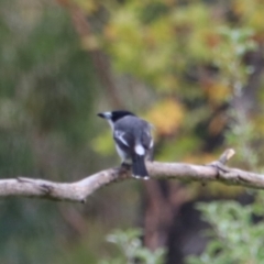 Cracticus torquatus (Grey Butcherbird) at Wombeyan Karst Conservation Reserve - 28 Mar 2024 by Rixon