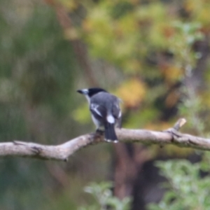 Cracticus torquatus at Wombeyan Karst Conservation Reserve - 28 Mar 2024