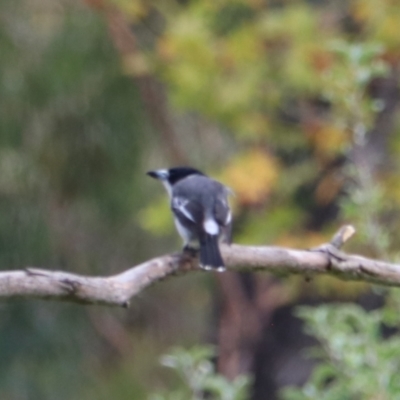 Cracticus torquatus (Grey Butcherbird) at Wombeyan Karst Conservation Reserve - 27 Mar 2024 by Rixon
