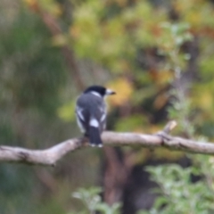 Cracticus torquatus at Wombeyan Karst Conservation Reserve - 28 Mar 2024