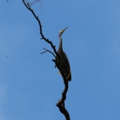 Egretta novaehollandiae at Wombeyan Karst Conservation Reserve - 28 Mar 2024