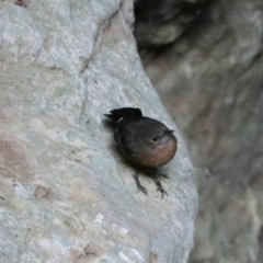 Origma solitaria (Rockwarbler) at Wombeyan Caves, NSW - 28 Mar 2024 by Rixon