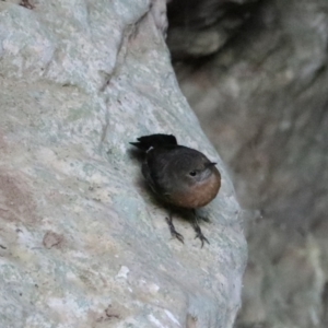 Origma solitaria (Rockwarbler) at Wombeyan Karst Conservation Reserve by Rixon