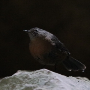 Origma solitaria at Wombeyan Karst Conservation Reserve - 28 Mar 2024