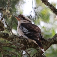 Dacelo novaeguineae (Laughing Kookaburra) at Wombeyan Caves, NSW - 28 Mar 2024 by Rixon