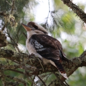 Dacelo novaeguineae at Wombeyan Karst Conservation Reserve - 28 Mar 2024