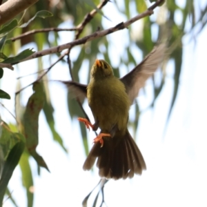 Manorina melanophrys (Bell Miner) at Wombeyan Karst Conservation Reserve by Rixon