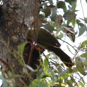 Manorina melanophrys at Wombeyan Karst Conservation Reserve - 28 Mar 2024