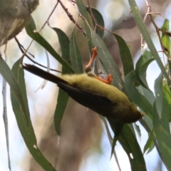 Manorina melanophrys at Wombeyan Karst Conservation Reserve - 28 Mar 2024