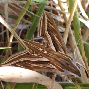 Hippotion celerio at Murrumbateman, NSW - 28 Mar 2024