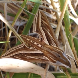 Hippotion celerio (Vine Hawk Moth) at Murrumbateman, NSW by SimoneC