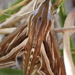 Hippotion celerio at Murrumbateman, NSW - 28 Mar 2024