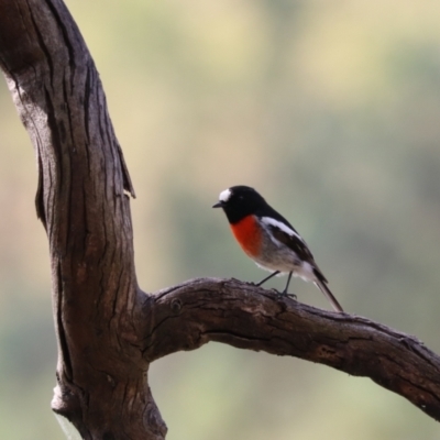 Petroica boodang (Scarlet Robin) at Wombeyan Caves, NSW - 28 Mar 2024 by Rixon