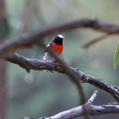 Petroica boodang at Wombeyan Caves - 28 Mar 2024 03:25 PM