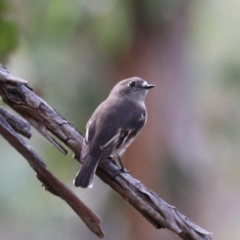 Petroica boodang at Wombeyan Caves - 28 Mar 2024