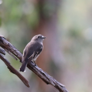 Petroica boodang at Wombeyan Caves - 28 Mar 2024 03:25 PM