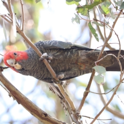 Callocephalon fimbriatum (Gang-gang Cockatoo) at Wombeyan Caves - 28 Mar 2024 by Rixon