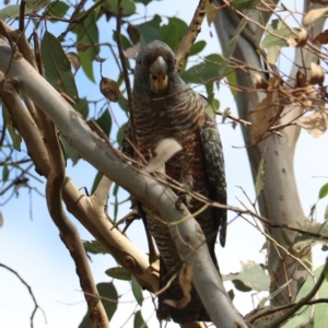 Callocephalon fimbriatum at Wombeyan Caves - 28 Mar 2024