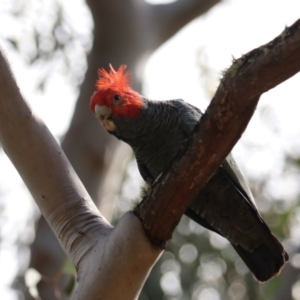 Callocephalon fimbriatum at Wombeyan Caves - 28 Mar 2024